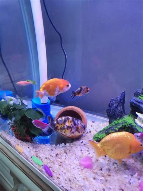 蘭壽金魚飼養方法|蘭壽金魚護理指南與品種介紹：水族愛好者的必備知識！ – 寵物百科